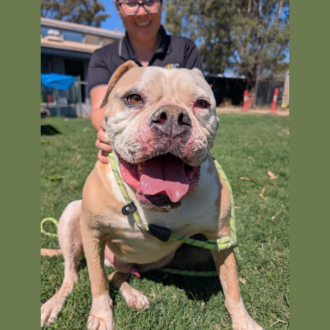 Photo of Deadly Nedley