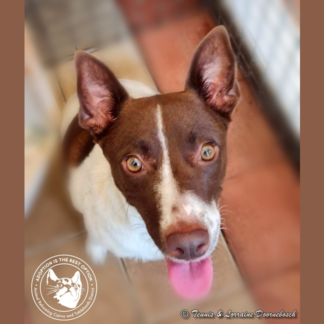 Photo of Koda
