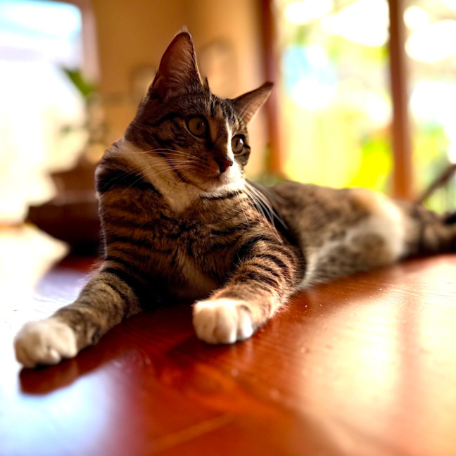 Photo of Lindsay   Located In Westmeadows