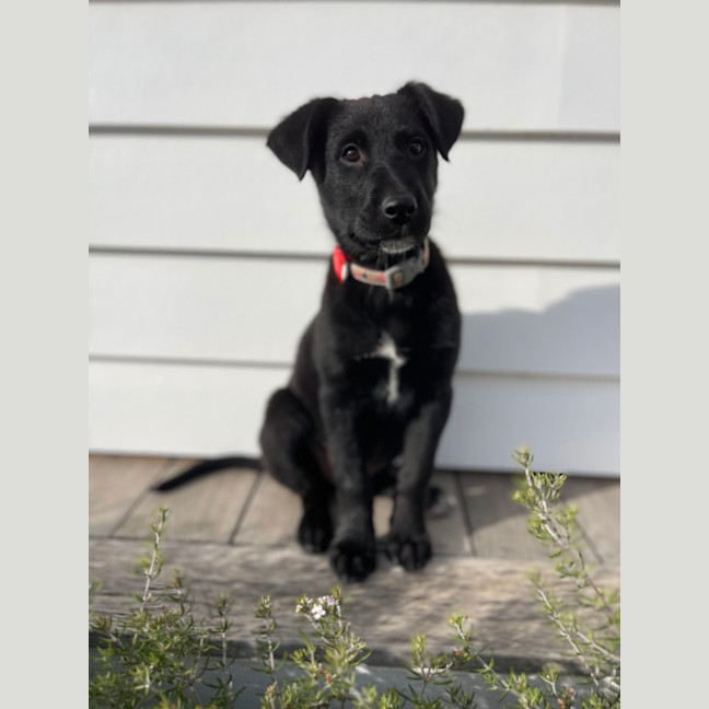 Photo of Kodi