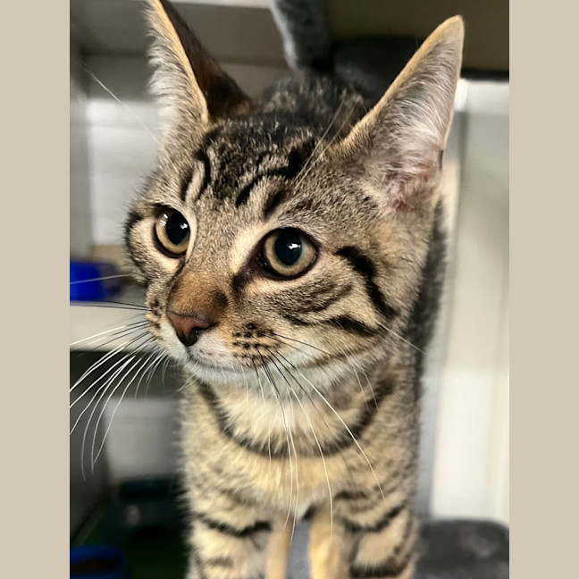 Photo of Fritz