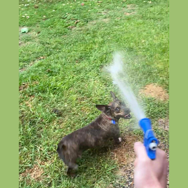 Photo of Tucker   2 Year Old Dachshund X Staffy