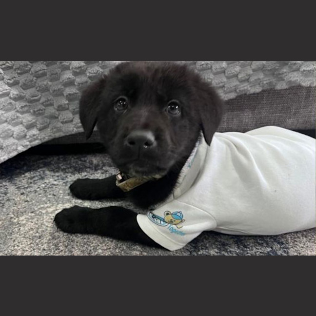 Photo of Rex