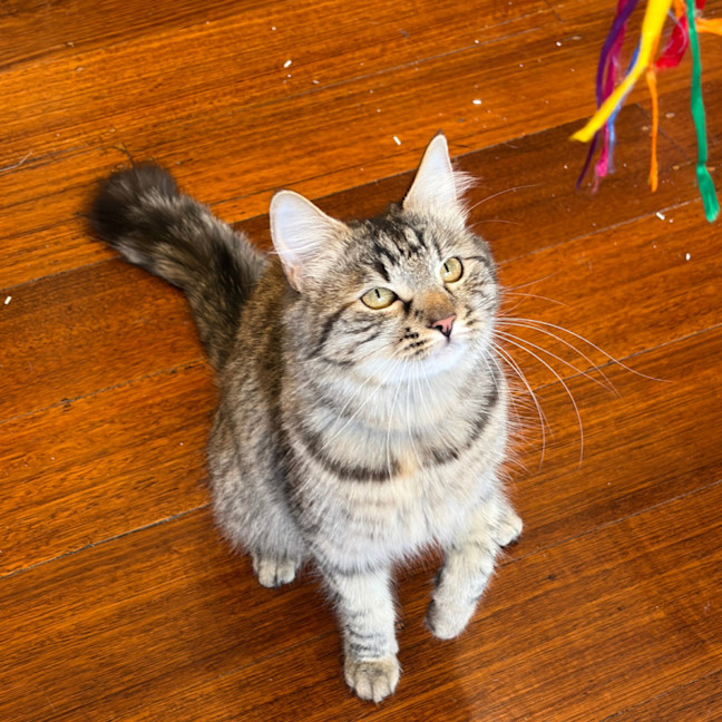 Photo of Madam Plum 