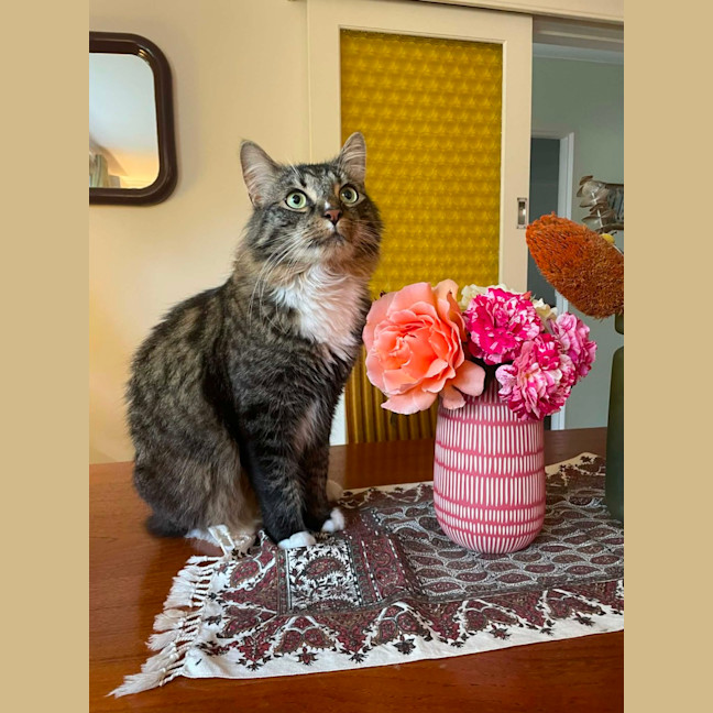 Photo of Freddy   In Foster Care In Preston