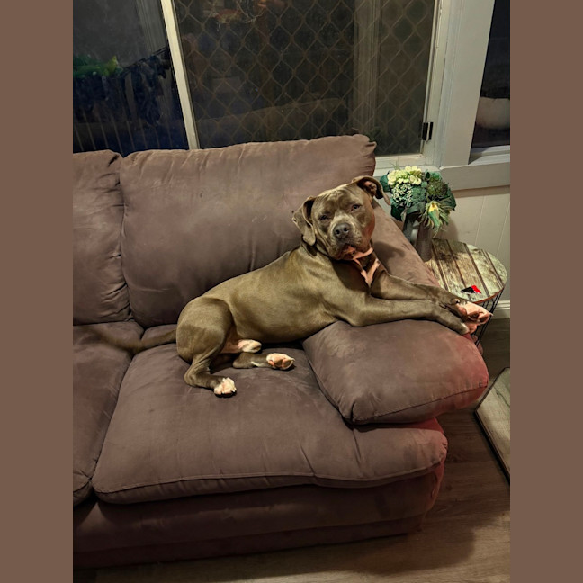 Photo of Bear