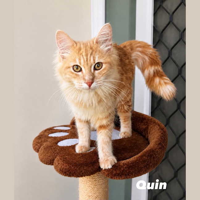 Photo of Quin