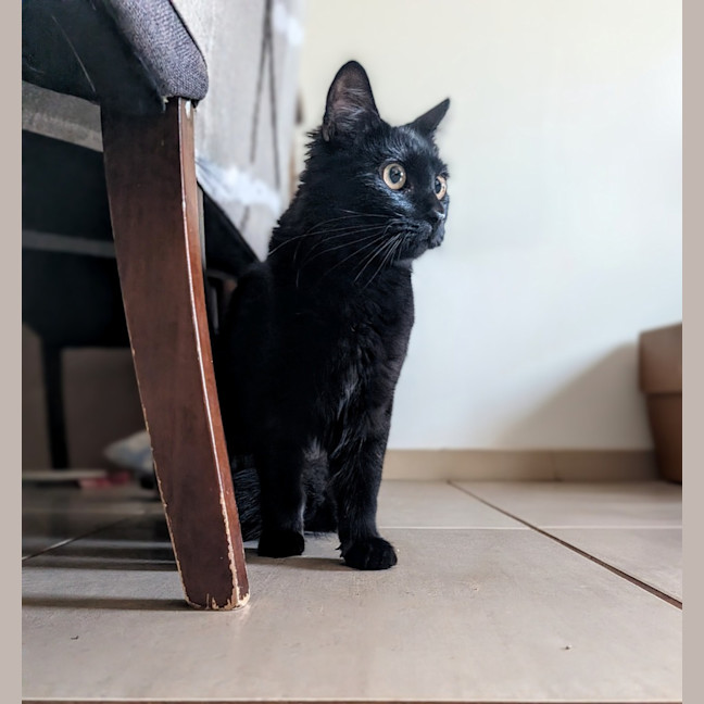 Photo of Cinder