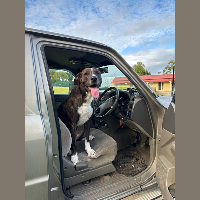 Photo of Chief