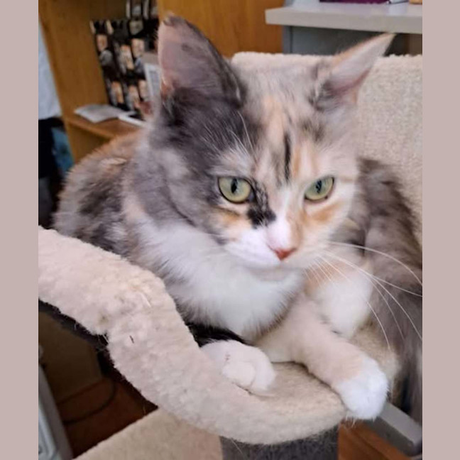 Photo of Sweetie & Mr Lucky