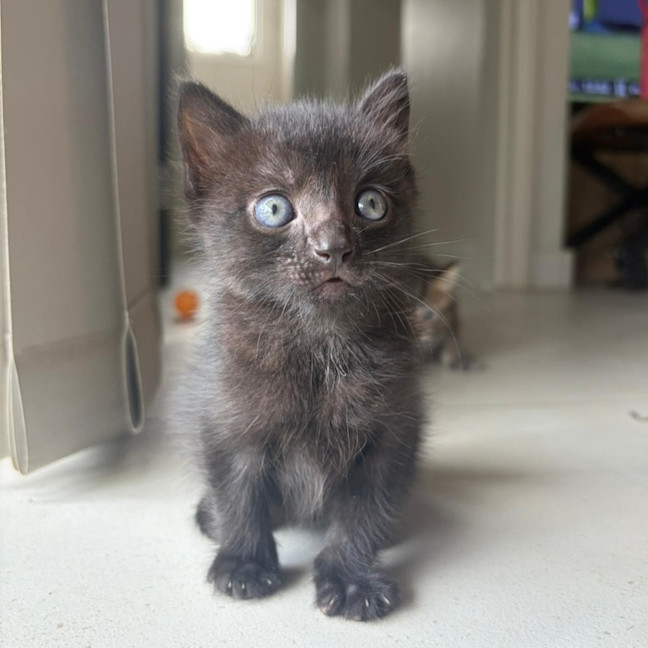 Photo of Miles