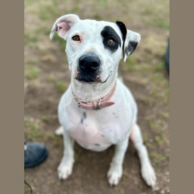 Photo of Daisy