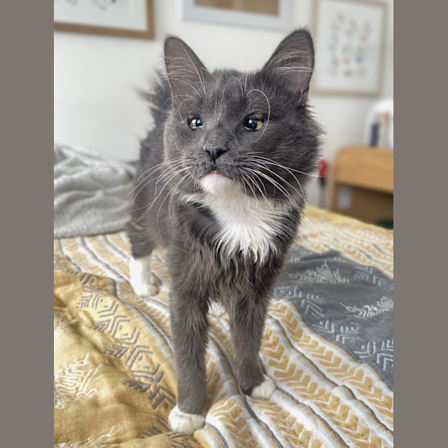 Photo of Arlo