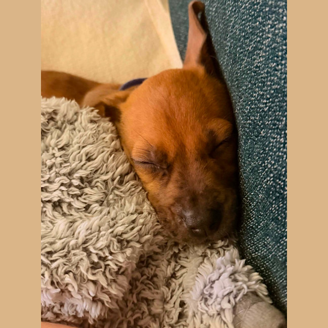 Photo of Beanie Weanie 