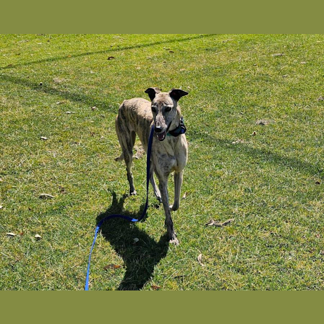 Photo of Bella   5 Year Old Greyhound