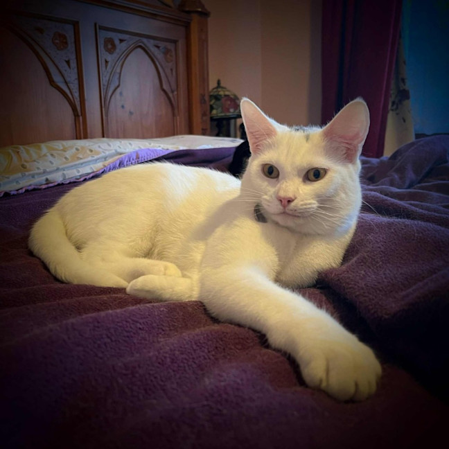 Photo of Haku   Located In Preston