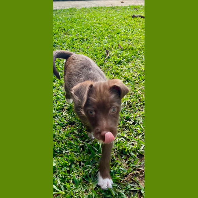 Photo of Chocolate