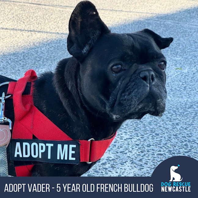 Photo of Vader   5 Year Old French Bulldog