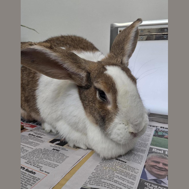 Photo of Duchess