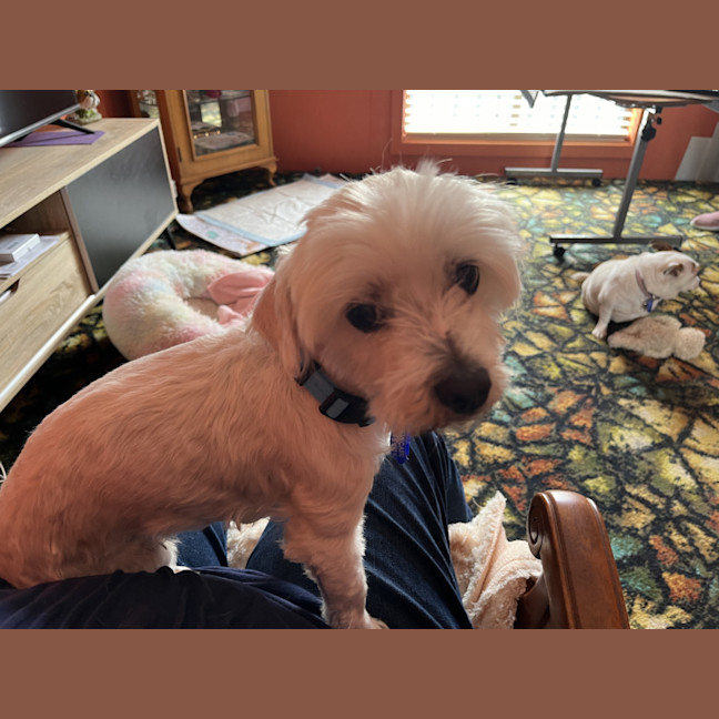 Photo of Angel 😇9yo, Maltese X Shih Tzu (On Trial 4/11/24)