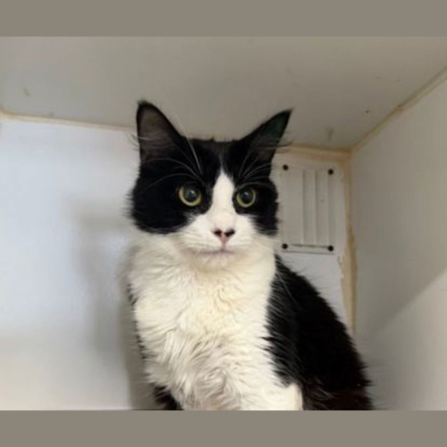 Photo of Oreo