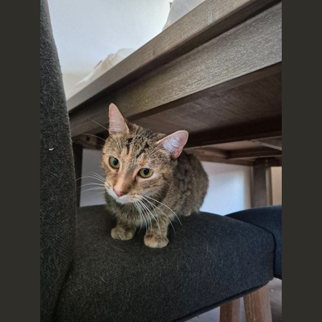 Photo of Tilly   2 Year Old Domestic Short Hair