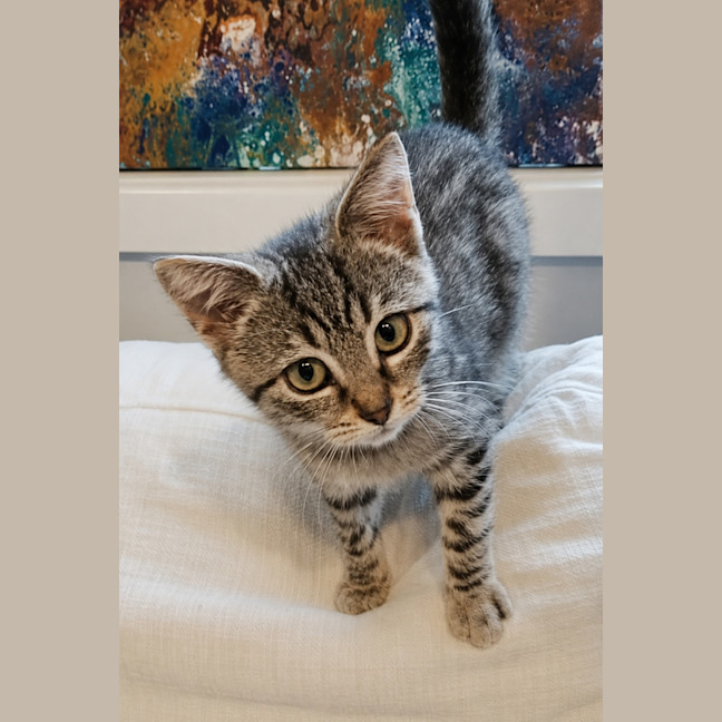 Photo of Callie