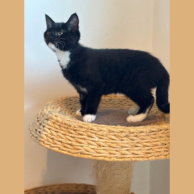 Photo of Pookie Meet Me@Petstock Mornington Nepean Hwy 