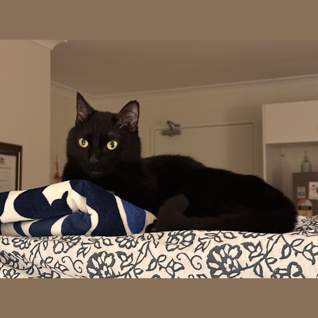 Photo of Luna  
