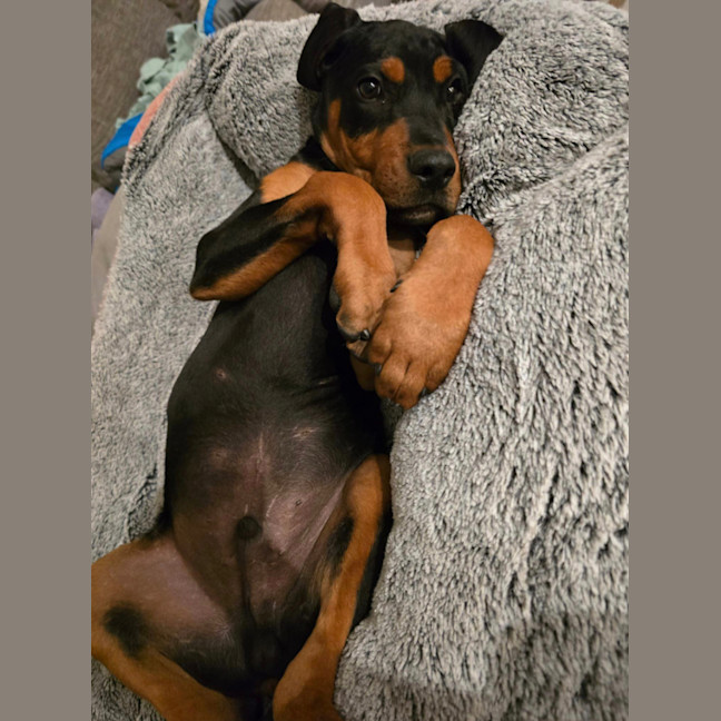 Photo of Zeke (Was Grayson) 