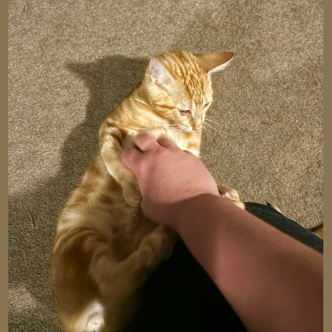 Photo of Jason Todd **2nd Chance Cat Rescue**