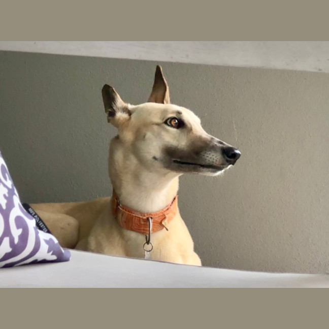 Photo of Orana The Greyhound