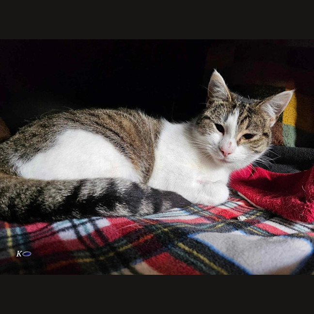 Photo of Nova Meet Me@Petstock Chelsea Store 22/3