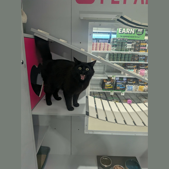Photo of Toothless