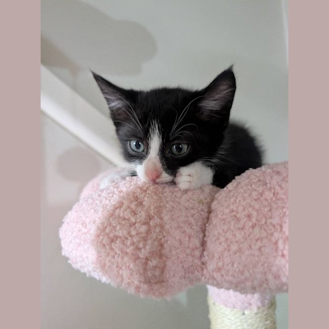 Photo of Freddo