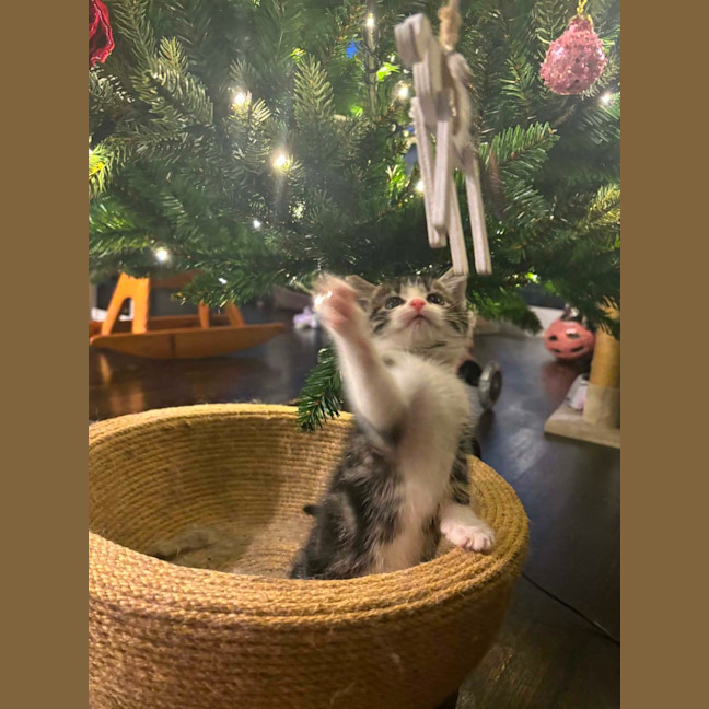 Photo of Pixie