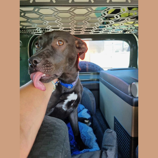 Photo of Betty *$350 Adoption Fee*