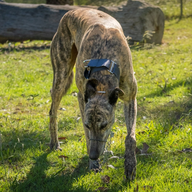 Photo of Pecco The Greyhound