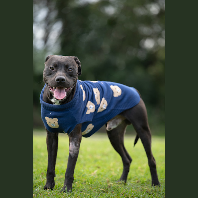 Photo of Bronson