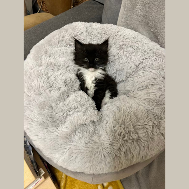 Photo of Theodore   Located In Lower Plenty