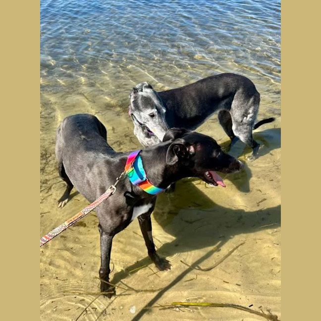 Photo of Poppy, The Cat Friendly Greyhound