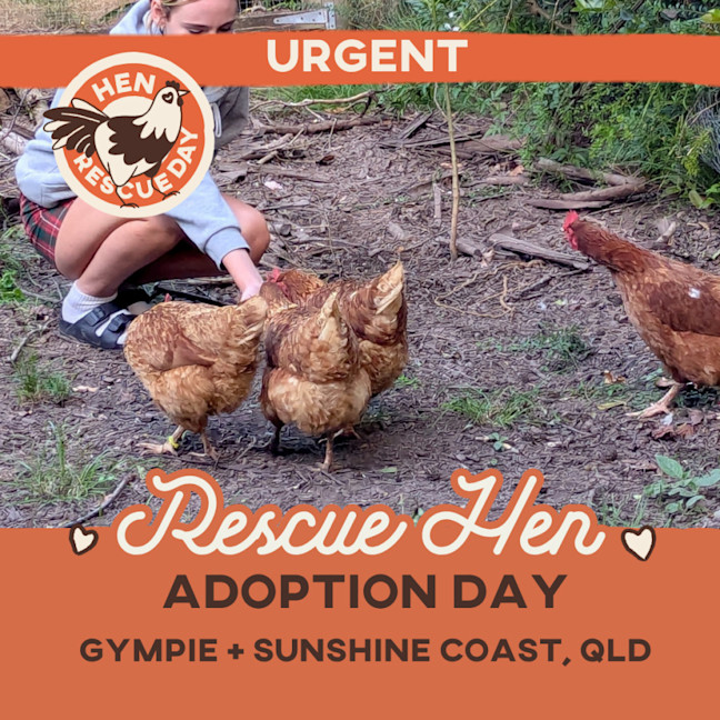 Photo of Urgent: Adopters Needed. Hen Rescue   23.8.26