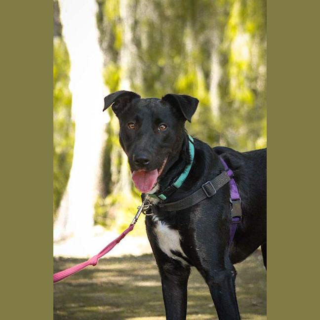 Photo of Bailey