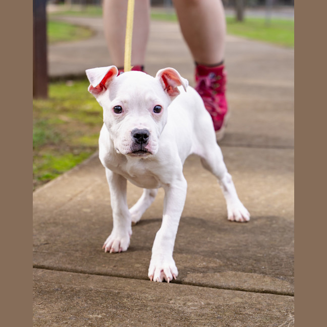 Photo of Butterfield