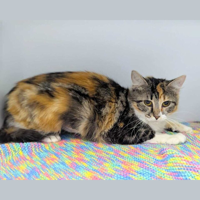 Photo of Peaches