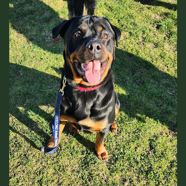 Photo of Gunter (63910)