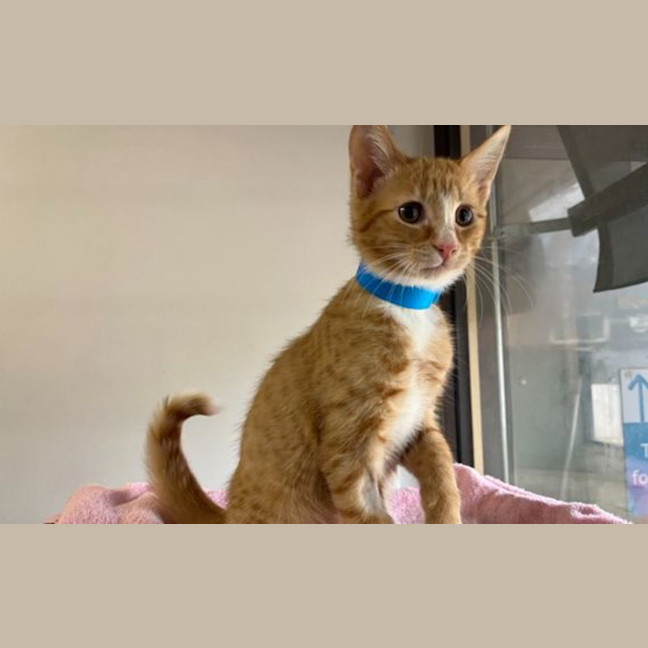 Photo of Twix
