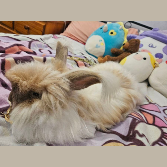 Photo of Cotton Candy (W Pebbles)