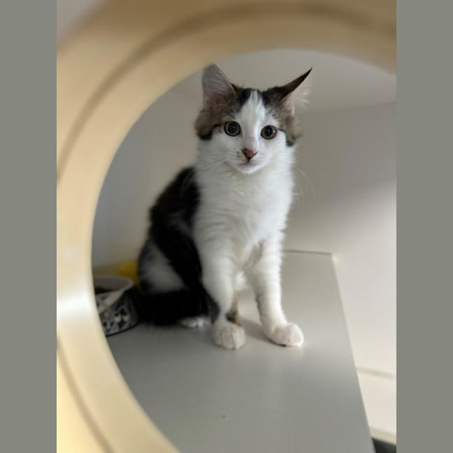 Photo of Cheddar