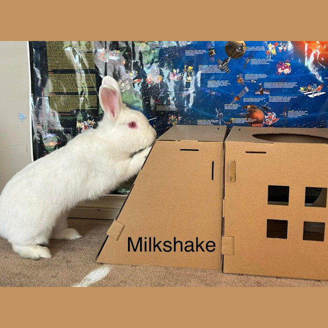 Photo of Milkshake And Tilly